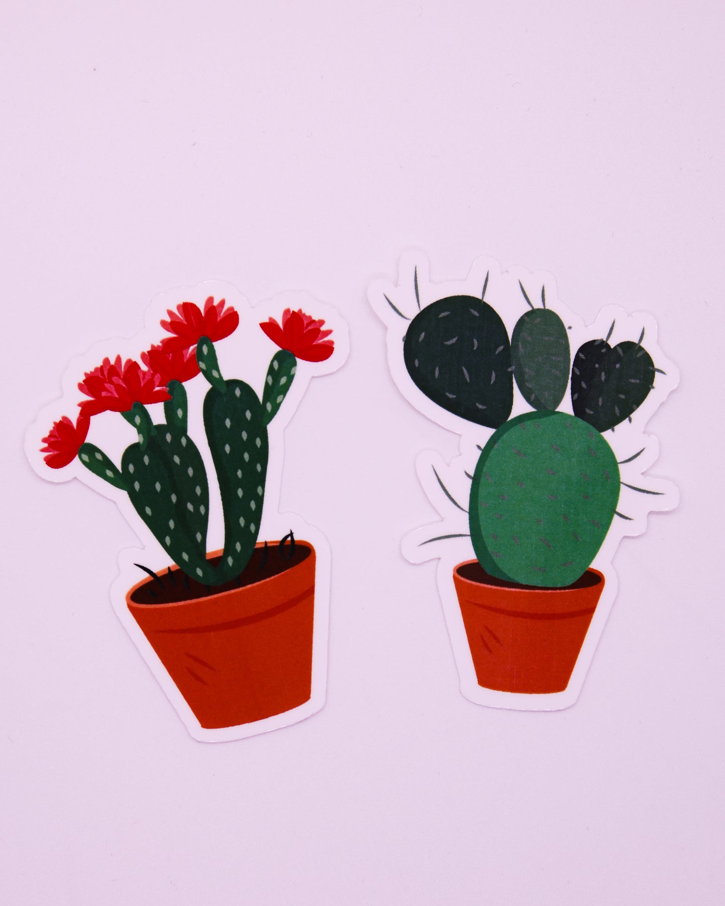 THE SUCCULENT PACK
