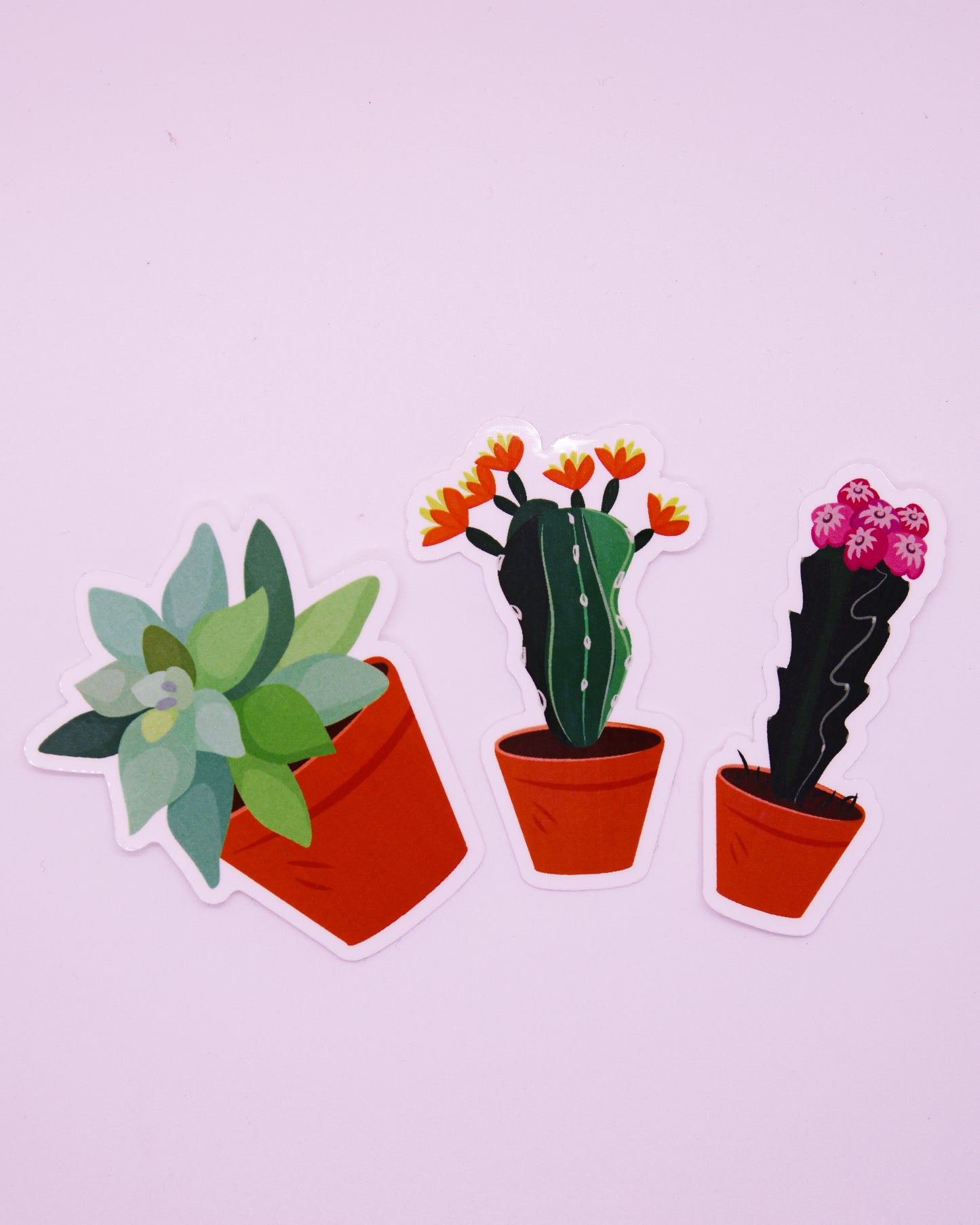 THE SUCCULENT PACK